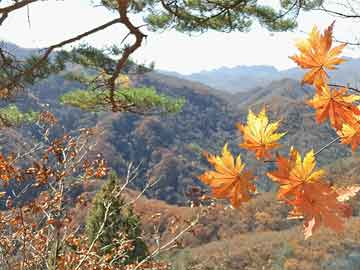 楊志茂最新動(dòng)態(tài)，揭開(kāi)成功序幕的序幕